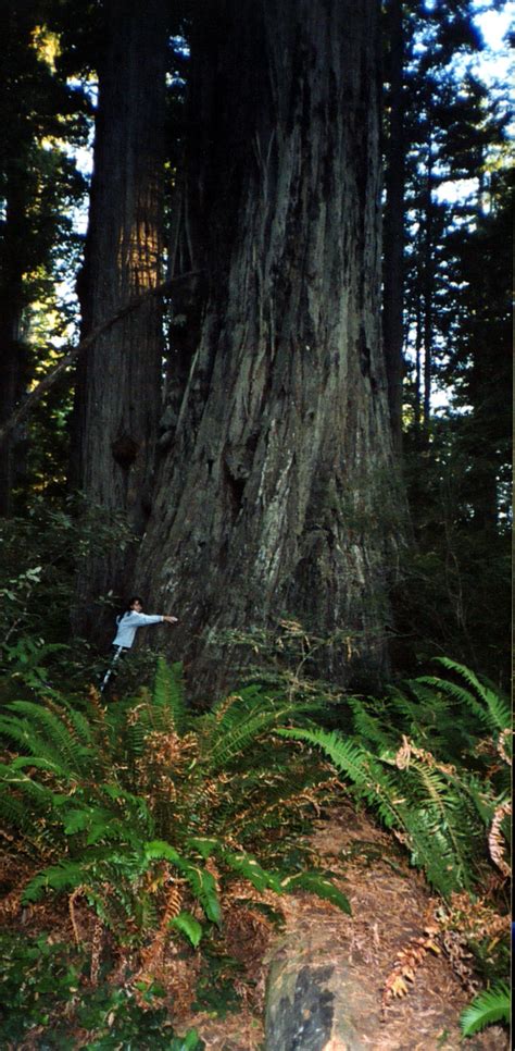 Sequoia Sempervirens Coast Redwood Sequoia Sempervirens Coast Redwood