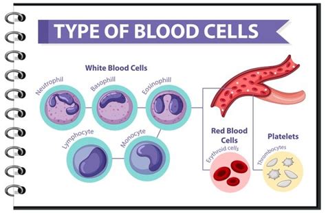 White Blood Cell Count Wbc Cbc Lab Values In Acute Care For