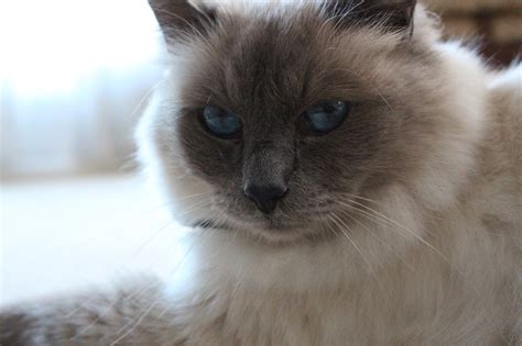 Birman Cat Personality Health And Care Meowpassion