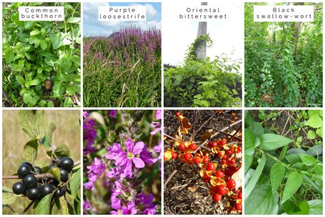 Invasive Plant Species List