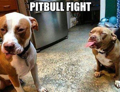 Pitbulls Silly Dogs Funny Animal Pictures Animal Captions