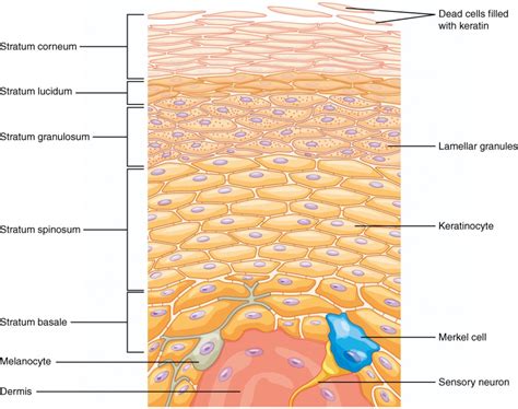Layers Of The Skin Anatomy And Physiology