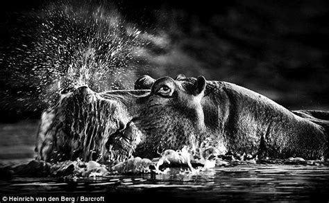 Shades Of Nature Beautiful Photographs Of Animals In Black And White