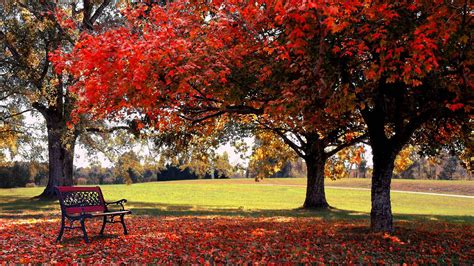 Red Autumn Fall Tree Leaves Branches Bench Green Grass Field Hd Nature Wallpapers Hd