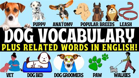 Learn Basic Dog Vocabulary In English Glossary Pronunciation