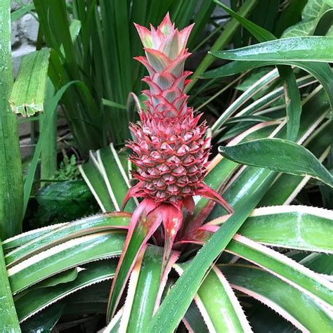This Tropical Plant Features A Tiny Pink Pineapple And You Can Order