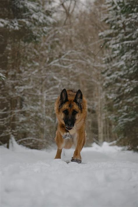 German Shepherd Dog Runs Fast Along Trail In Snowy Winter Forest