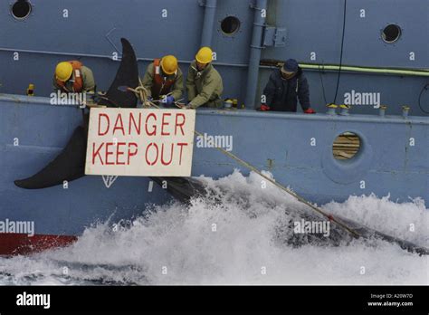 Japanese Whaling Fleet Kill Antarctic Minke Whales In The Southern