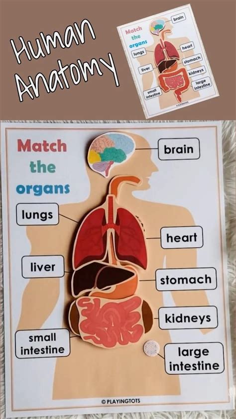 Picture Of Major Organs Of The Body What Are The Organ Systems Of The