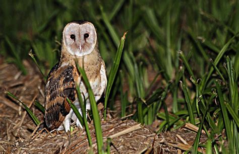 Tyto Tony Eastern Grass Owl Dont Ask Me Where Ive Been