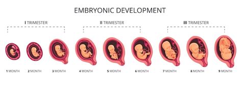 Premium Vector Embryo Month Stage Growth Fetal Development Flat