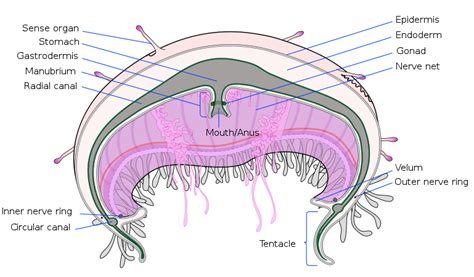 Box Jellyfish Digestive System Phyla