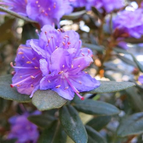 Emerald green arborvitae, thuja green giant, leyland cypress Purple Gem Rhododendron (Zone 4-8). Dense-growing, dwarf ...