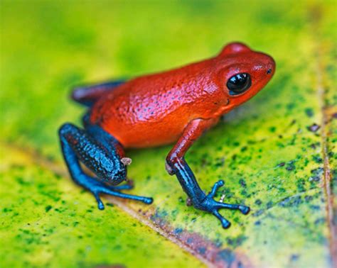 Strawberry Poison Dart Frog Facts And Pictures
