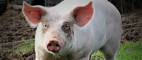 Het is niet meer mogelijk om in te loggen via facebook of google. Adopteer een varken en verspreid de ecothriller! | Geld inzamelen | Doneeractie.nl