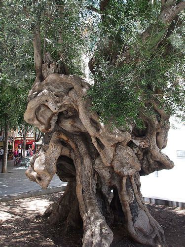 Trees And Shrubs Trees To Plant Amazing Nature Weird Trees Twisted