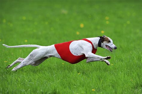 Can Greyhounds Run Long Distances