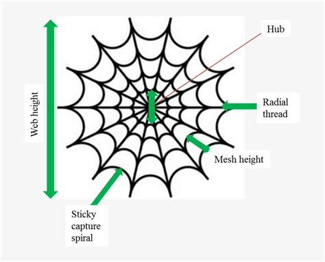 Spider Web Diagram