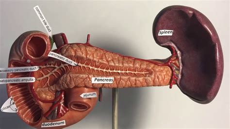 Ccc Online Biology Lab Pancreas Spleen Duodenum Model Labeled And