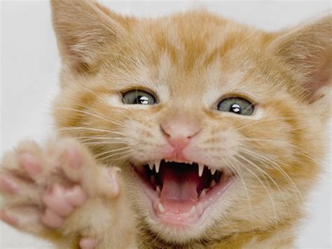 Kitten Making A Funny Face Domestic Cat Hd Widescreen