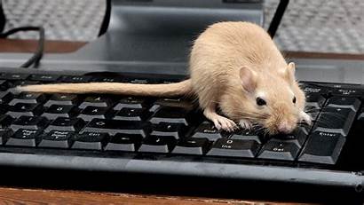 Keyboard Rat Mouse Rodent Bw Backlit 1080p
