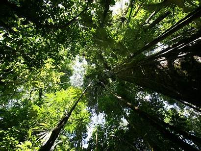 Rainforest Canopy Plants Nature Wallpapers 1600 1200