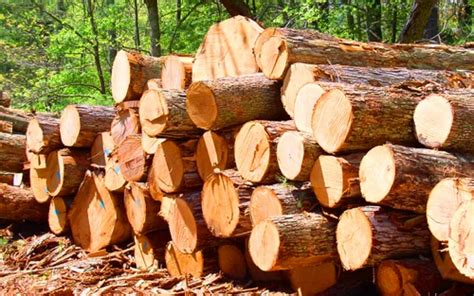 Burma Teak Wood Logs At Rs 1000cubic Feet Teak Logs In Kolkata Id