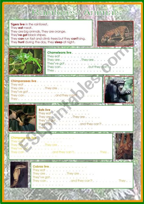 Rainforest Animals Esl Worksheet By Tinette