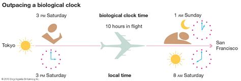 Biological Clock Students Britannica Kids Homework Help