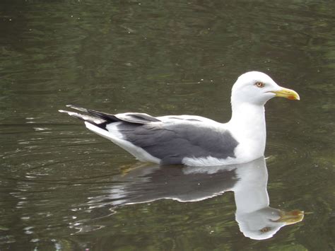 european herring gull larus argentatus species information page