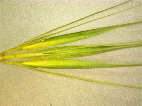Hordeum Leporinum Spikelet Male9 Spikelets Are In Triplets Flickr