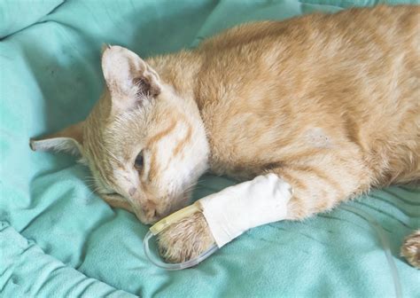 Wat Te Doen Bij Een Uitbraak Van Kattenziekte Bij Jou In De Regio