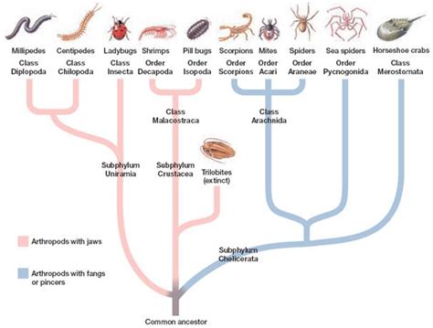 Diagram Phylum Arthropoda Diagram Mydiagramonline