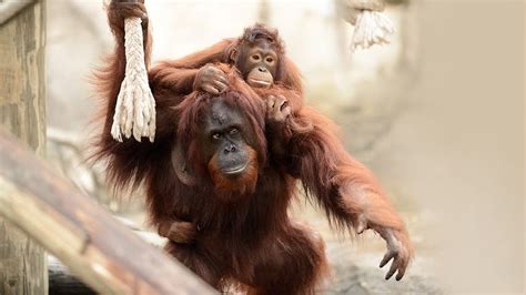 Meet Some Amazing Animal Moms Explore Awesome Activities And Fun