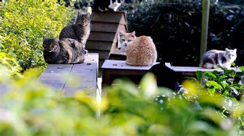 Around 100 Dead Cats Found In Home Of 81 Year Old Pensioner In Frances