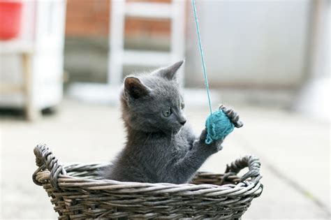The Potential Dangers Of Cat Toys Animal Planet