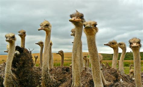 1024x768 Wallpaper Flock Of Ostriches Peakpx