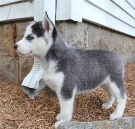 We have 21 siberian husky breeders located in the following states: Siberian Husky Puppies For Sale | Glastonbury, CT #207445