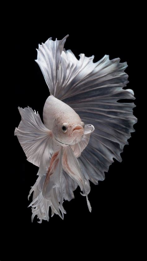 Albino Betta Fish Picture 1 Of 20 For 5 Inch Android Phones Hd