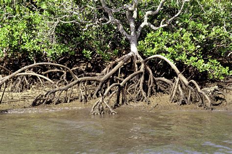 Mangrove Plant With Aerial Roots Photograph By Brian Bowesscience