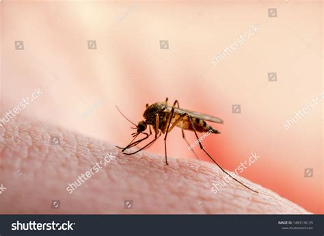 Dangerous Malaria Infected Mosquito Skin Bite Stock Photo 1483138139