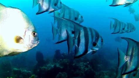 Bande De Platax Natiyabel Plongée Martinique Youtube