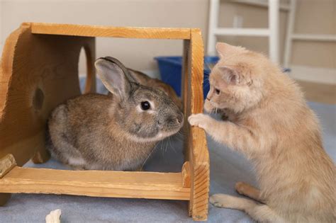 Rescue Kitten with Special Needs Befriends Bunnies at Sanctuary
