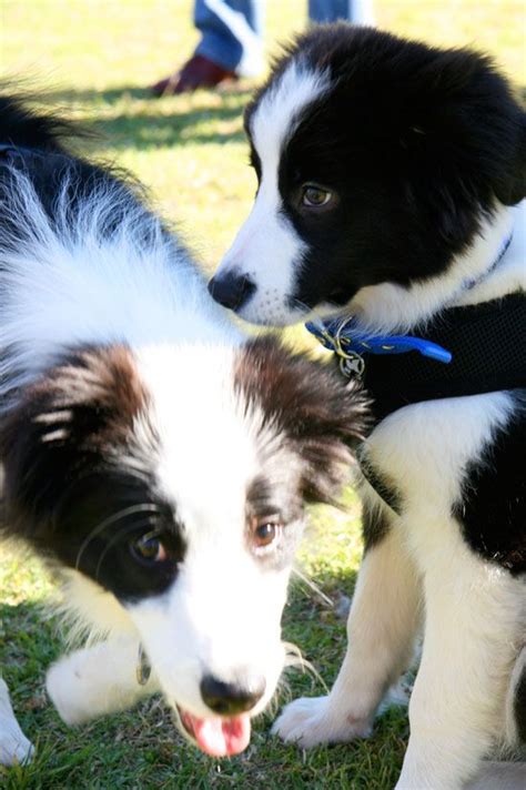 Border Collie World Record Pretty Fluffy Cute Dogs Breeds Collie