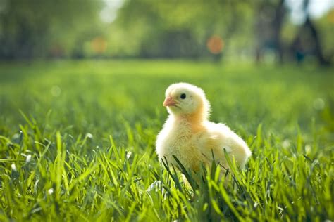 What Is A Spring Chicken Spring Chicken Nature S Best