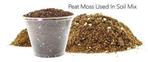 What Is Peat Moss How To Best Use Peatmoss In The Garden