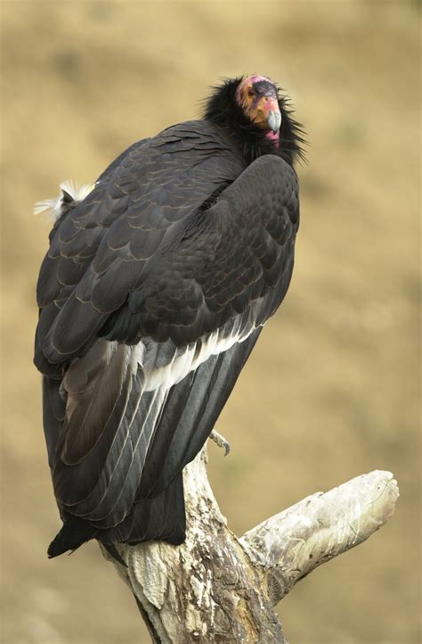 California Condor Facts New World Vultures Endangered Animals