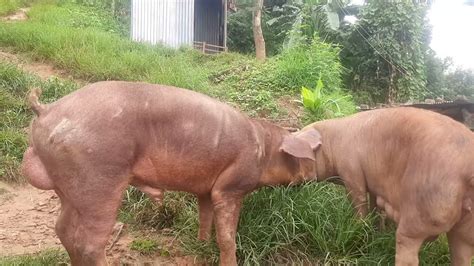 Naturally Duroc Pig Mating Youtube