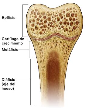 Muscle attachments are visible along the outer surface. Krames Online - Crecimiento del esqueleto pediátrico