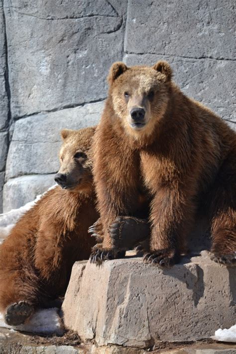 Rescued Kodiak Bear Cubs Imaginethat